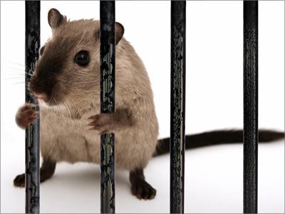 Интересные факты о крысах, которые помогут при борьбе с ними